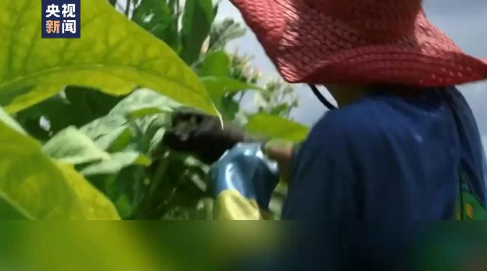 新闻观察丨现代奴隶制 美国经济的“黑色地带” 家政行业阴影